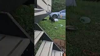 Border Collie Life