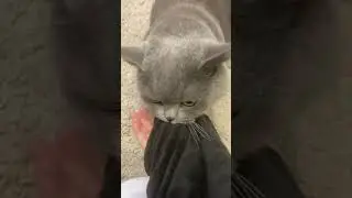 МОЙ КОТ СДЕЛАЛ ИЗ МЕНЯ ГАРРИ ПОТТЕРА😱 #cat #britishcat #thomas