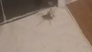 Alarmingly Large Cricket 2: Orthopteran Boogaloo