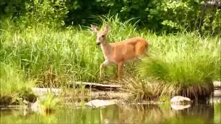 White-tailed Deer on Campbell's Pond