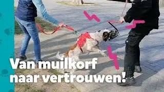 Weg met die muilkorf! Kaya krijgt weer vertrouwen!  - Help! Mijn Baasje Heeft Hulp Nodig