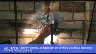 Termite control - House in Avalon Sydney under attack from termites