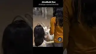 Antelope Deer try to hit the Kids in the Abu Dhabi Zoo