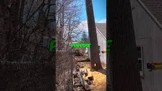 Mind-Blowing Tree Cutting Trick You&rsquo;ve Never Seen #shorts