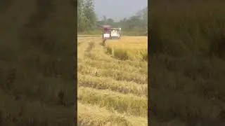 Rice cutting machine//धान काटने वाला मशीन।// #shorts  #daku