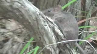 The Antechinus