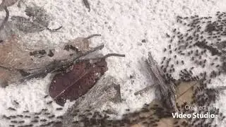Black Garden Ant - Common Black Ant - Lasius Niger