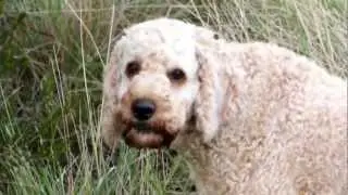 Cute Sporting dog Archie (cockapoo/spoodle) loves tracking rabbits.