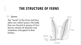 Division Filicinophyta | Structure Of Ferns | Advantages & Disadvantages Of Ferns
