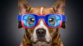 Can Dogs See Colors? Demystifying the Woof's-Eye View | Simple Dog Facts