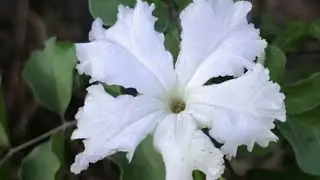 Dolichandrone falcata / #Medhshingi