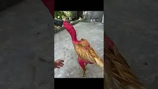 G&agrave; nhạn thomo (nhạn si&ecirc;u tốc )