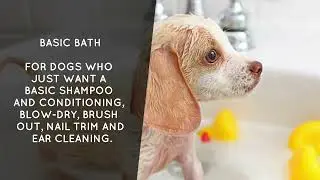 Dog Grooming Chicago