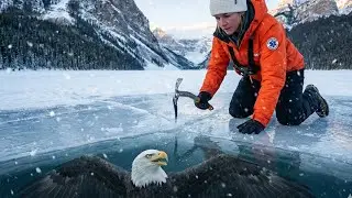 Rescue the white-headed eagle struggling under the thick ice