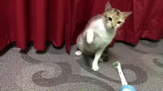 Cats scared of electric toothbrush