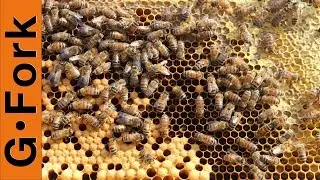 Nuc Hive Inspection - Beekeeping 101 - GardenFork