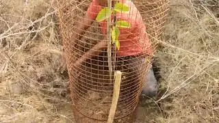 #saveenvironment #savetrees #जय_श्री_श्याम_बाबा #nature 