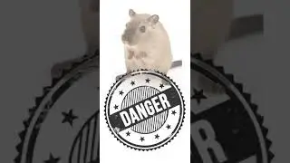 Sound (new) dangerous for mice and rats I anti#mouse#repellent