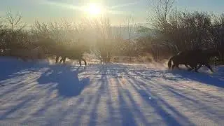 Folge 11 - Pferde 🐴 & Schnee ❄️| Einfach da &ndash; am Siwaruna Hof