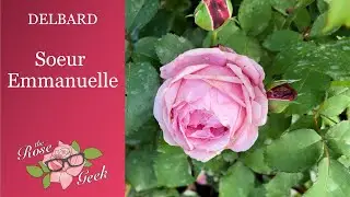 🌹 Soeur Emmanuelle // Sister Emmanuelle // Delbard // Cathedral Bells