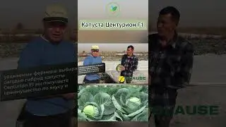 Капуста Центурион F1: Гибрид, Заслуживший Доверие Со временем! #short #shorts #капуста #урожай