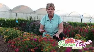 Lantana PassionFruit in the landscape - NEW for 2024