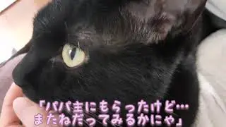 黒猫どアップ3分間耐久ぺろぺろの巻