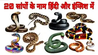 20 Snake Species Name with Fun Facts! (Hindi/English) | साँपों के नाम | Reptile Vocabulary for Kids