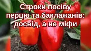 Січень, лютий чи березень? Коли сіяти перець і баклажани НАСПРАВДІ  #перець #баклажани #розсада