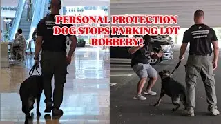 REAL-WORLD PROTECTION SCENARIOS (EP 1) GERMAN SHEPHERD STOPS ATTEMPTED ROBBERY 