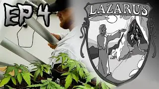 LAZARUS | Grow Report #4 | LED Lights & Final Germination [ENG subtitles]