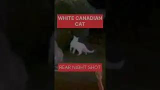 WHITE CANADIAN CAT | CAT #shorts #viral #youtube #trending #cat