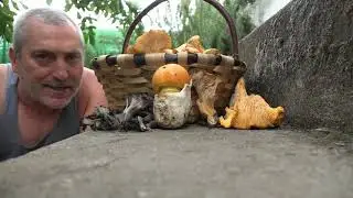 VERANO DE SETAS 🌞🍄 | Estas son las setas del verano #Setas #Naturaleza