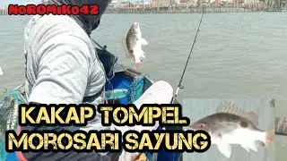 Ikan tompel, Morosari Sayung🐟