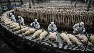 Full Process - Inside the Sheep - Leather Factory From Sheep Skin