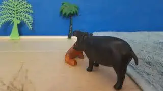 hippo vs walrus