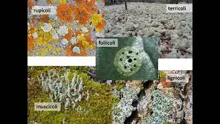 Simbiosi lichenica