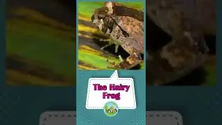 The Hairy Frog | बालों वाली मेंढक