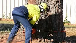 Behind the scenes with Orange City Council's tree crew