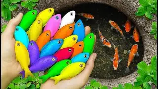 Awesome Catch  Beautiful Aquarium fish in Giant  Eggs, Betta Fish, eels , koi Fish, Turtle