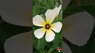 Olhe o que Deus criou pra voc&ecirc; * Look what God created for you.#floresnaturais #flores #plantas