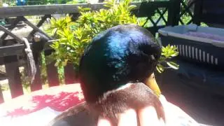 Ente kuschelt-schmust ;-)