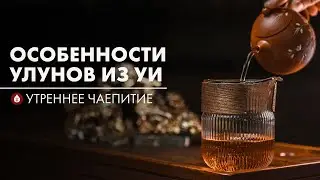 Уишаньские улуны. Как выбрать, как заварить | Стрим Art of Tea