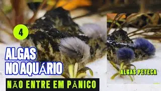 Como combater algas no aquário - como combater algas petecas - como revitalizar aquário 
