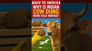 Why is Indian cow dung being sold abroad?#cowdungexport #govardhanpooja #organicfarming  #trending