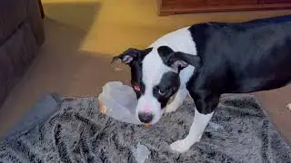 My Little Jackass