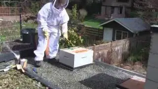 May 4/11  Senga's Vlog - How to Release Queen Into Bee Hive