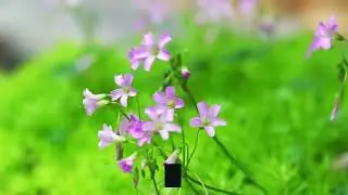 Plants That Repel Ticks