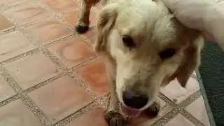 9  Official Monastery Dog