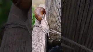 🐌 Slow and Beautiful: Encountering a Vineyard Snail #VineyardSnail #naturelovers #short #nature #pet